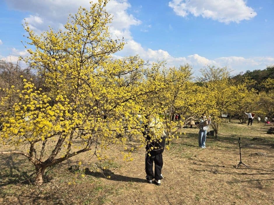 이천백사 산수유꽃축제